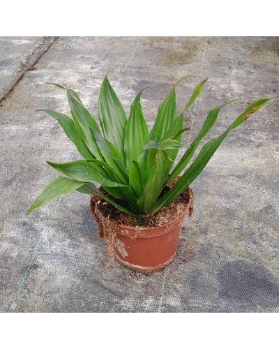 DRACAENA COMPACTA M10
