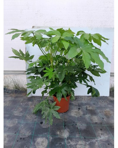 ARALIA JAPONICA M23