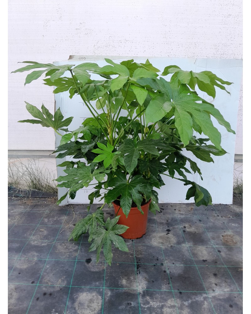 ARALIA JAPONICA M23