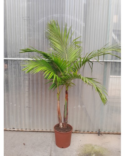 ARCHONTOPHOENIX M-30