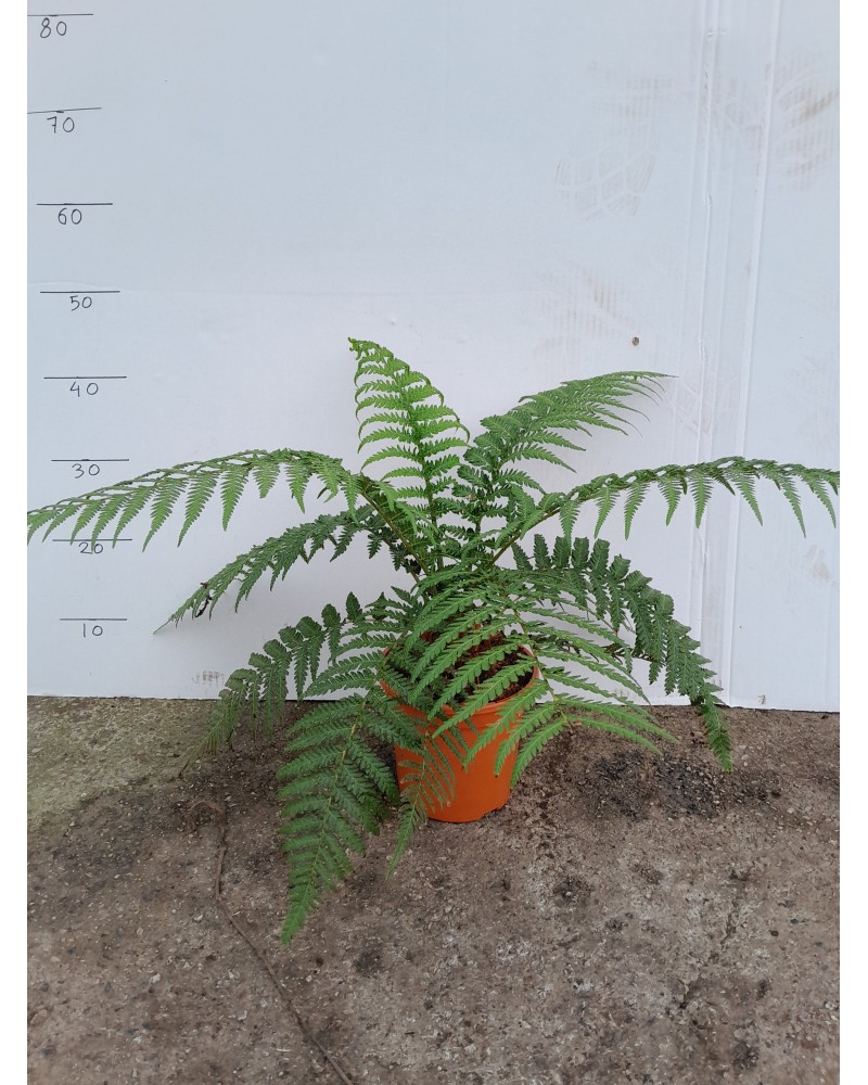 DICKSONIA ANTARTICA M17