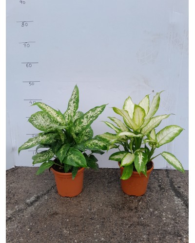 DIEFFEMBACHIA COMPACTA/CAMILA M17