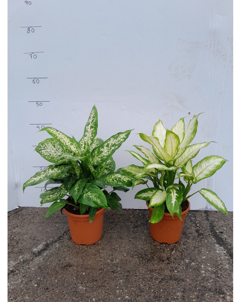 DIEFFEMBACHIA COMPACTA/CAMILA M17