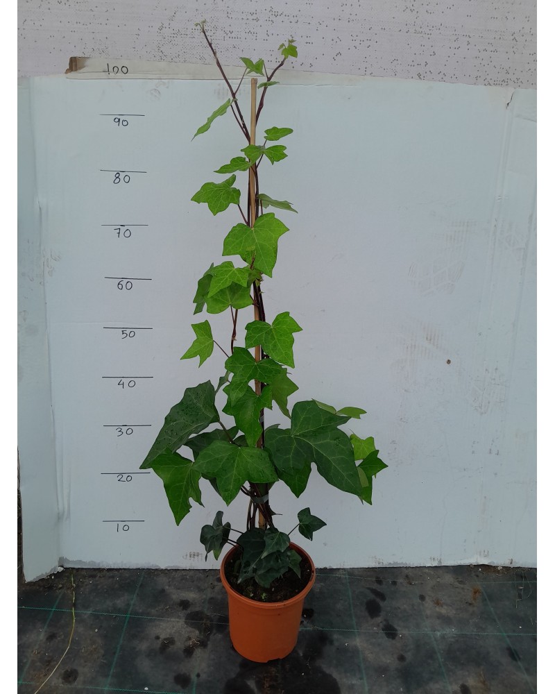 HEDERA VERDE M17 CAÑA 90