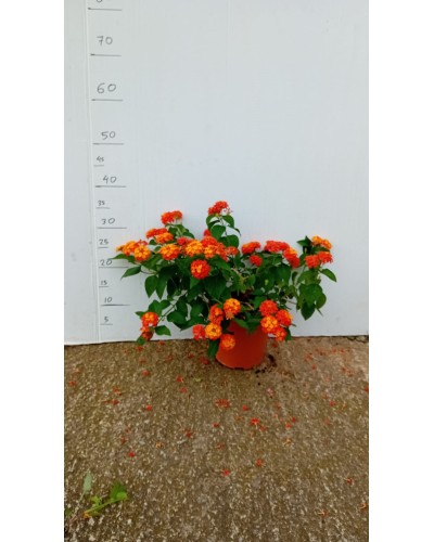 LANTANA CAMARA M23