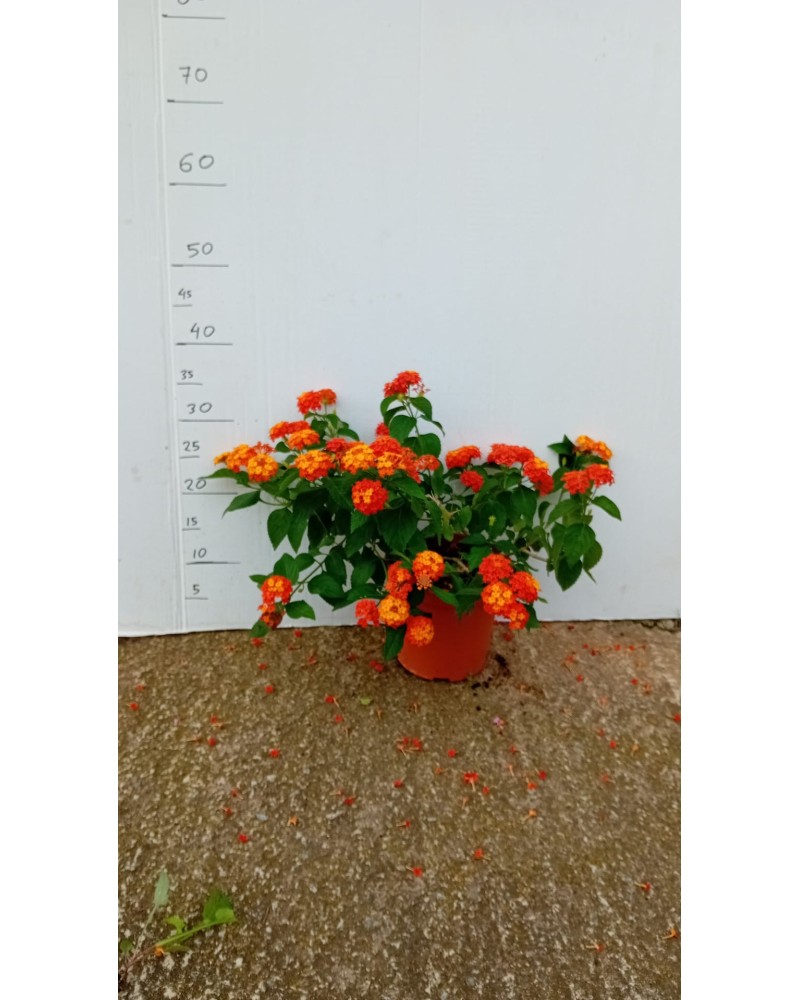 LANTANA CAMARA M23