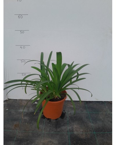AGAPANTHUS AFRICANO M17