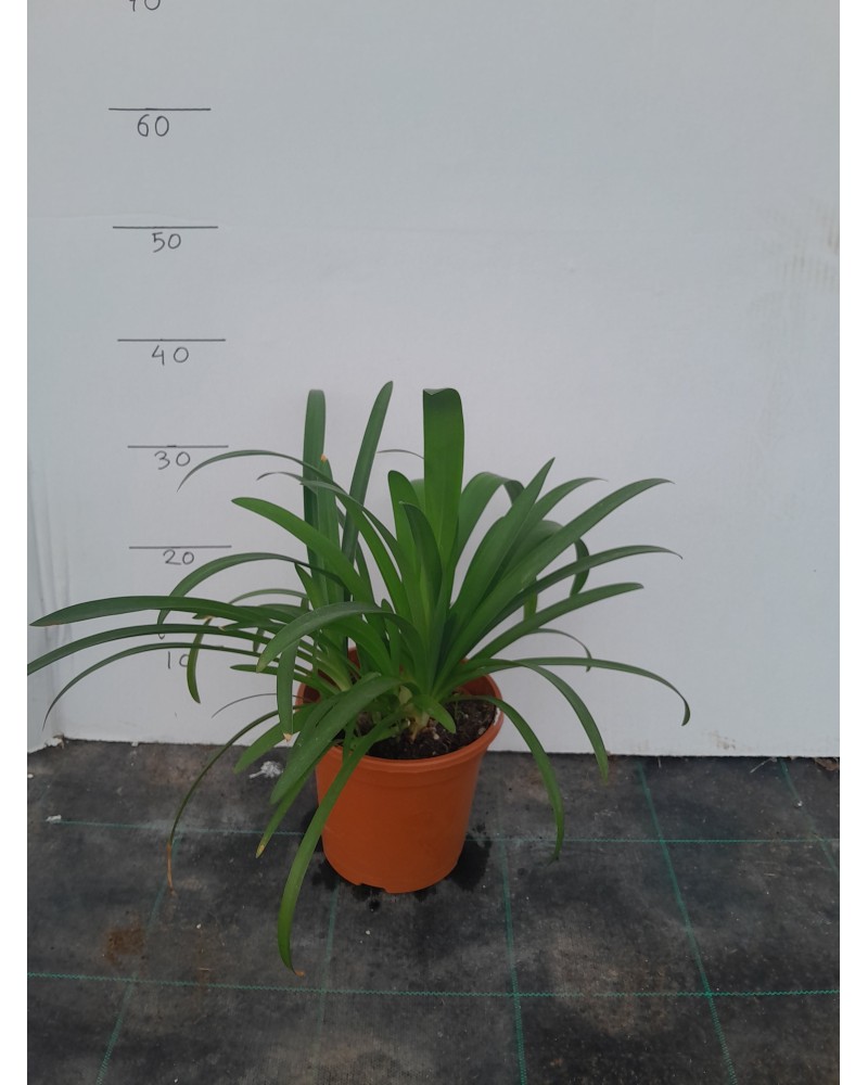 AGAPANTHUS AFRICANO M17