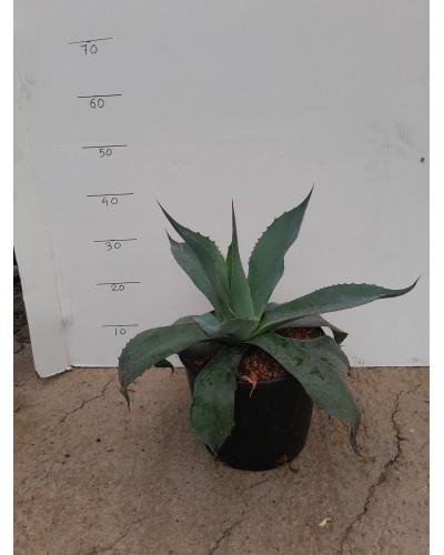 AGAVE MONTEREY M25