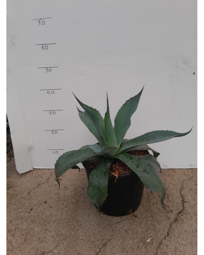 AGAVE MONTEREY M25
