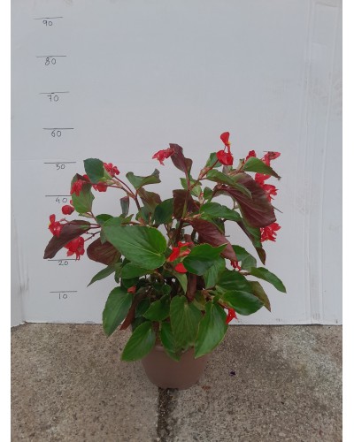 BEGONIA DRAGO M-23