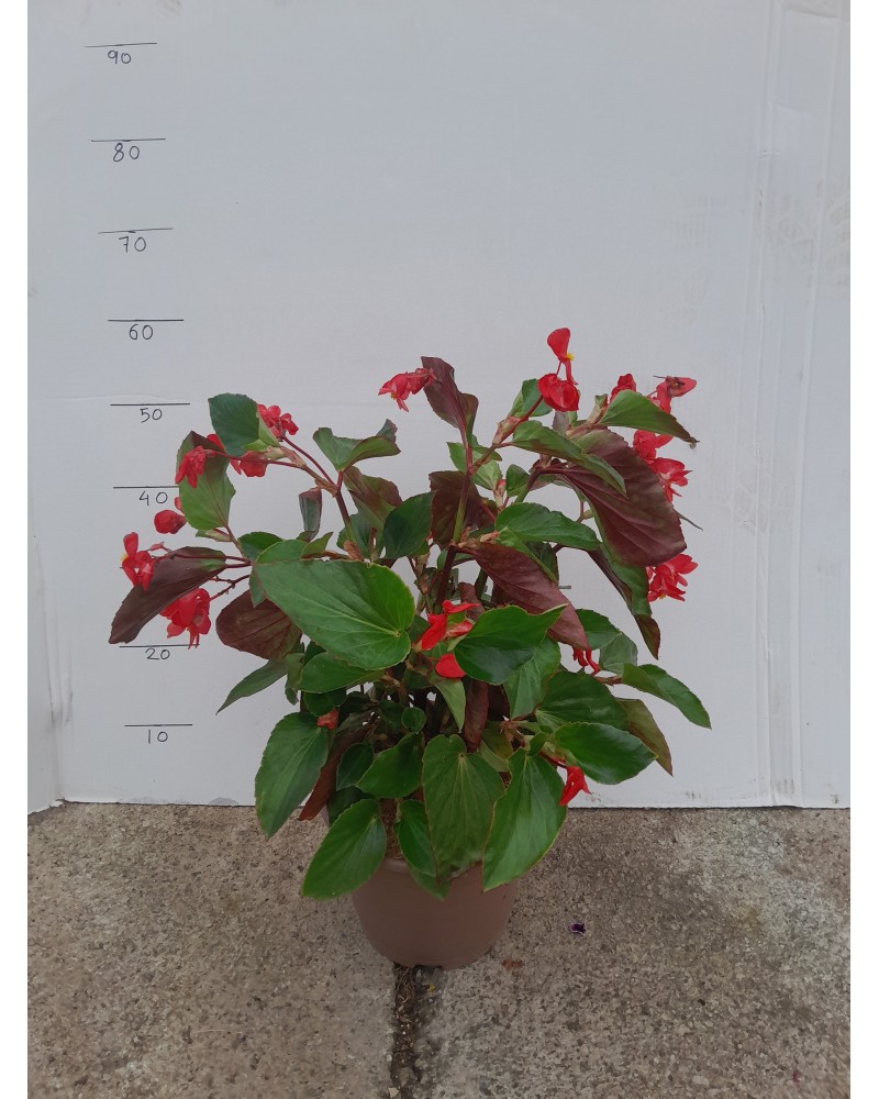 BEGONIA DRAGO M-23