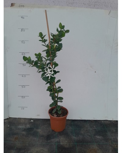 CARISA MACROCARPA M17
