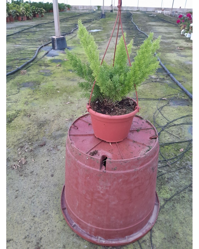 ASPARRAGUS MEYER T15