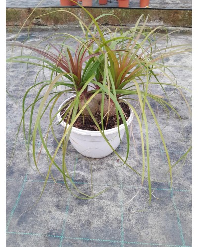 BOUCARNEA 3 BOLAS T-25