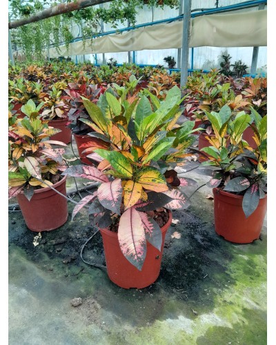 CROTON ICETON M-27