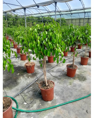 FICUS BENJAMINA M27 COPA