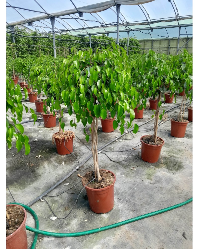 FICUS BENJAMINA M27 COPA