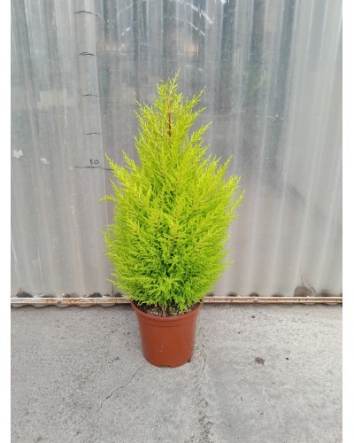 GOLDCREST WILMA M-20