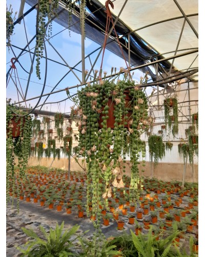 SENECIO ROYWILIANO T15