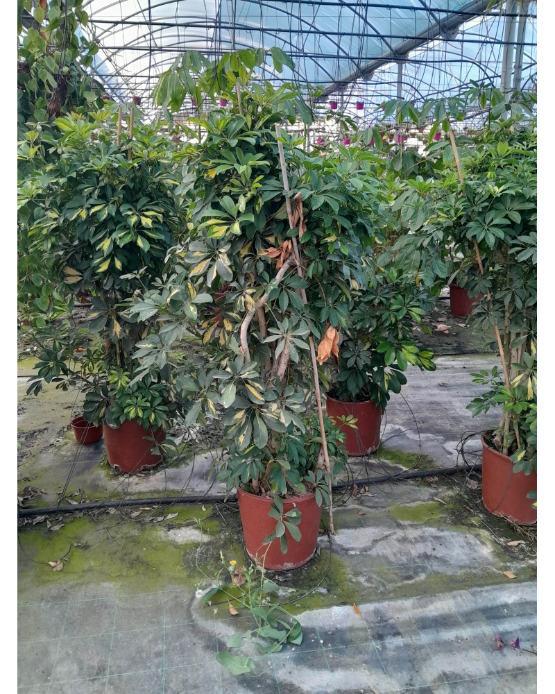 SCHEFFLERA GOLD CAPELA M30