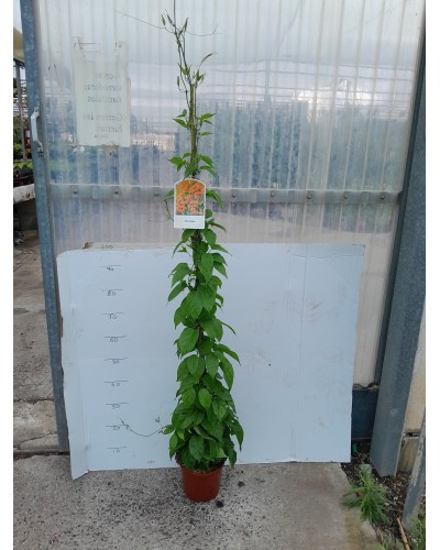 PYROSTEGIA VENUSTA M20