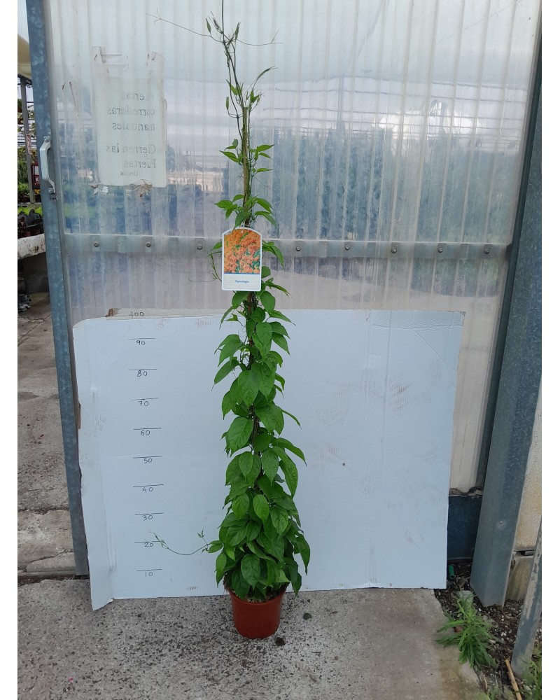 PYROSTEGIA VENUSTA M20