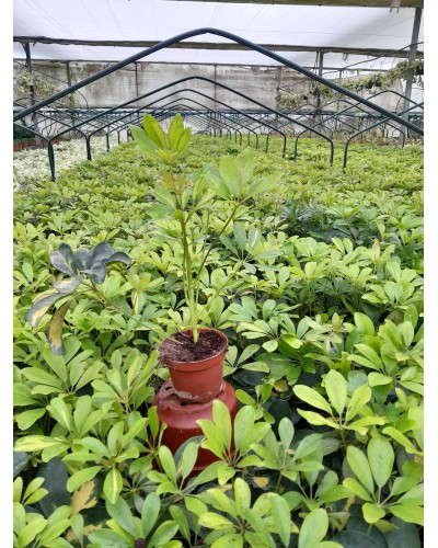SCHEFFLERA GOLD CAPELA M10