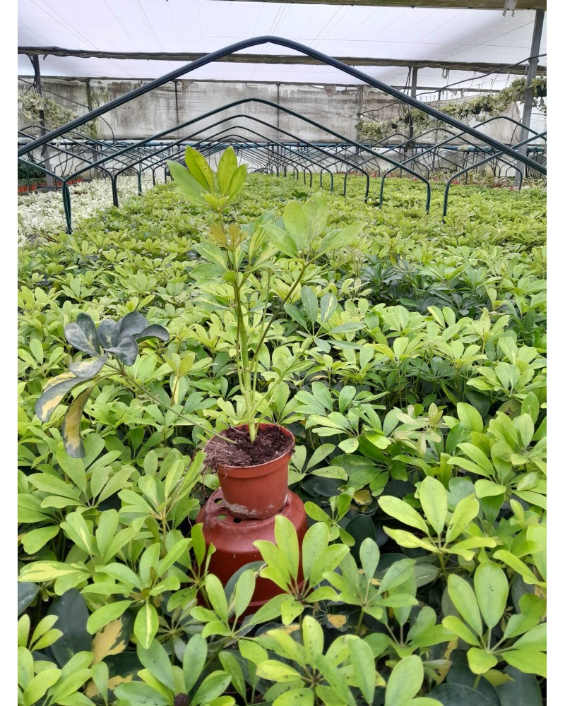 SCHEFFLERA GOLD CAPELA M10