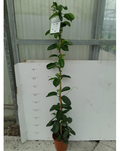 STEPHANOTIS M20