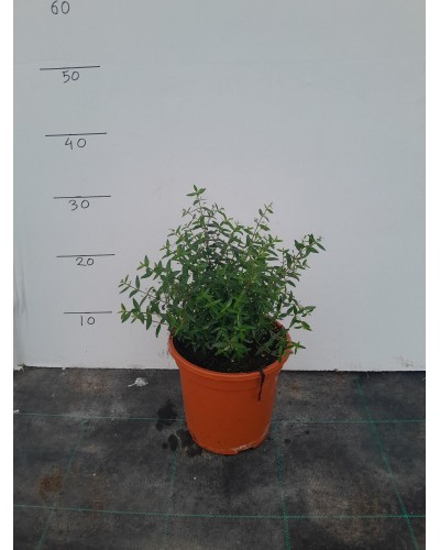 MYRTUS TARANTINA M17