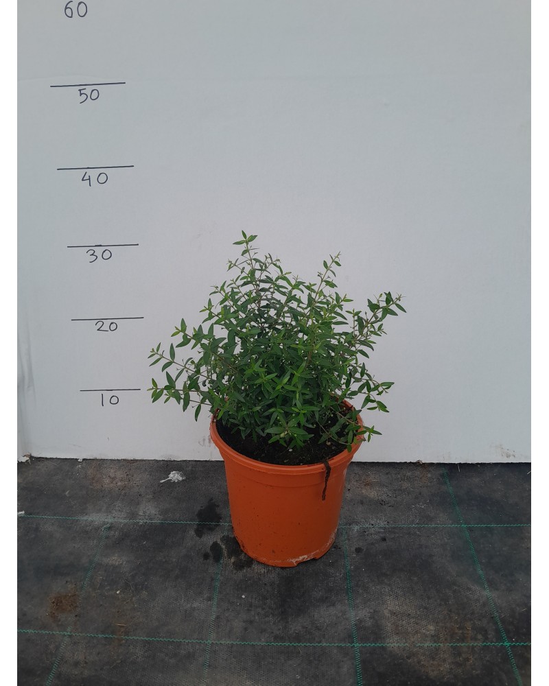 MYRTUS TARANTINA M17