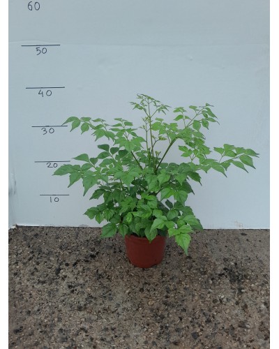 RADERMACHERA SINICA M-13