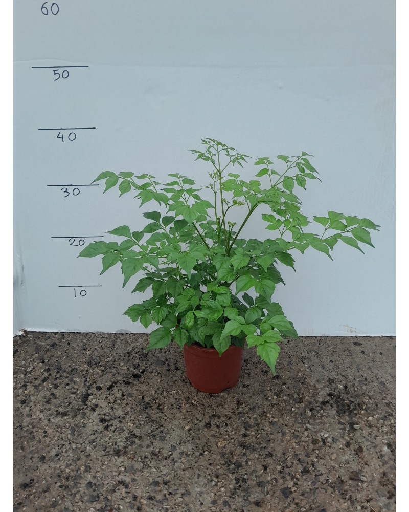 RADERMACHERA SINICA M-13