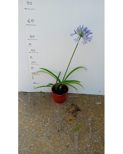 AGAPANTHUS PETER PAN M15