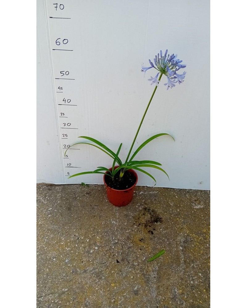 AGAPANTHUS PETER PAN M15