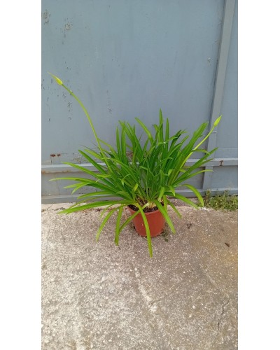 AGAPANTHUS PETER PAN M20