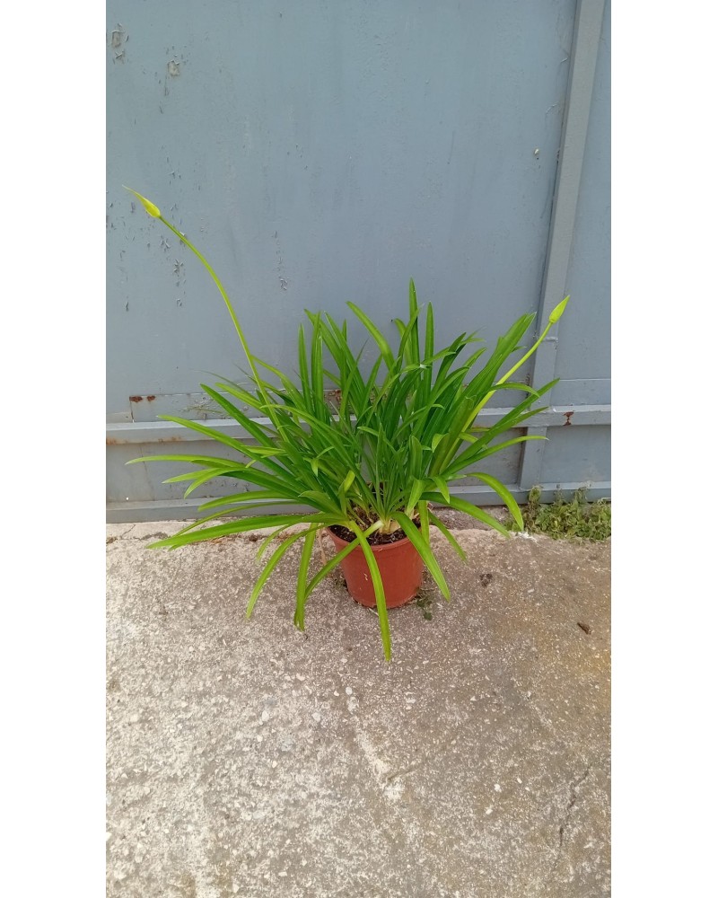 AGAPANTHUS PETER PAN M20