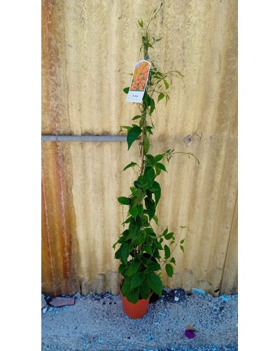 PYROSTEGIA VENUSTA M17