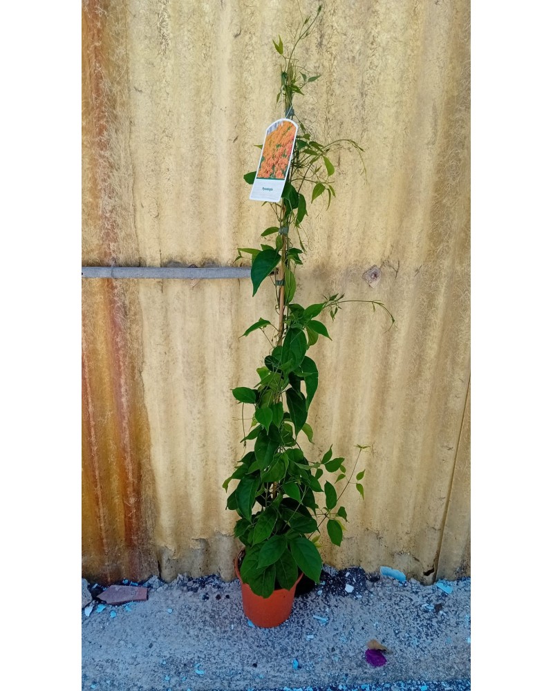 PYROSTEGIA VENUSTA M17