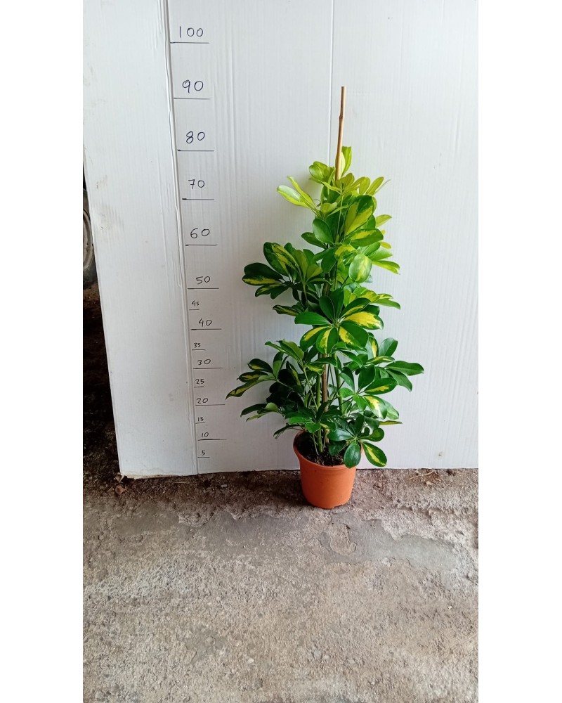 SCHEFFLERA GOLD CAPELA M17 CAÑA 90