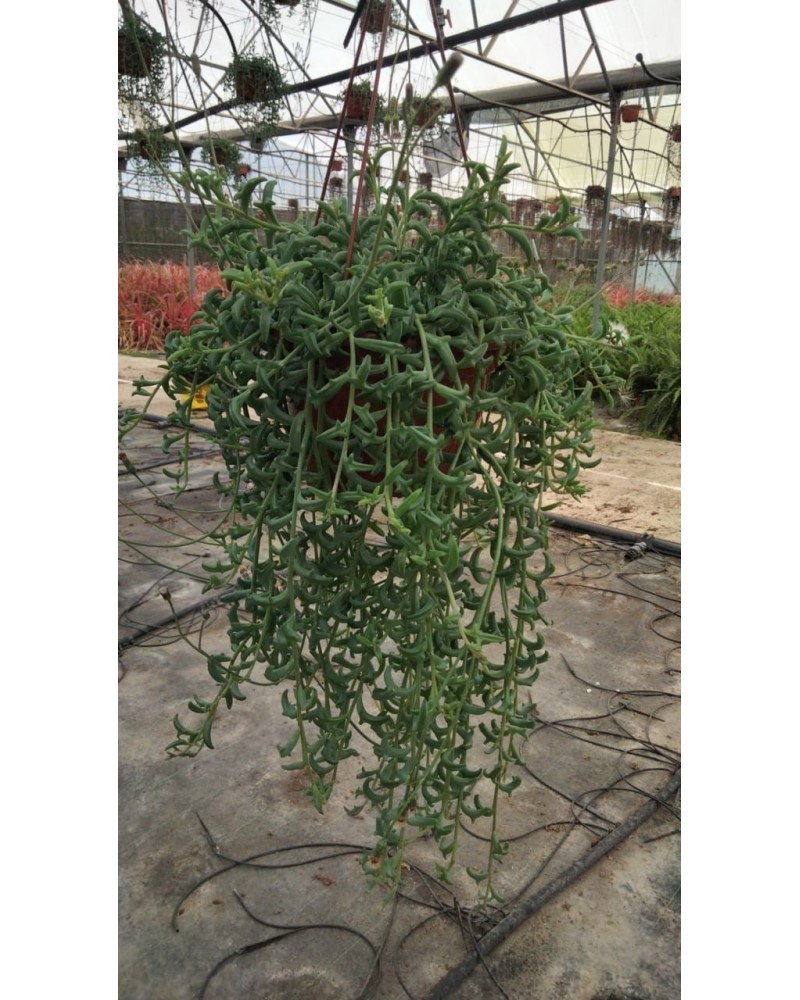 SENECIO DELFIN T15