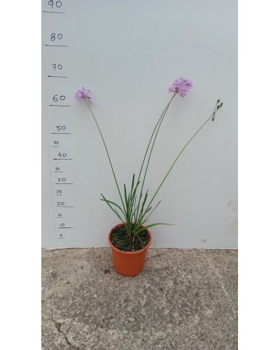 TULBAGIA VIOLACEA M17