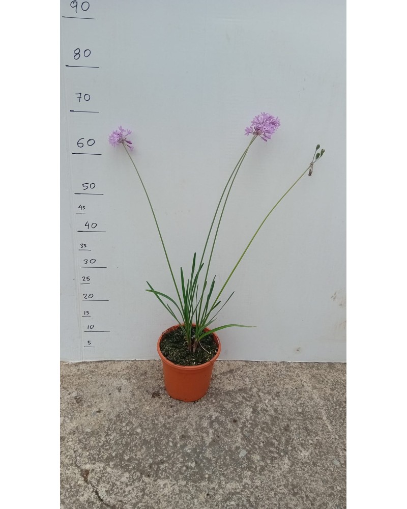 TULBAGIA VIOLACEA M17