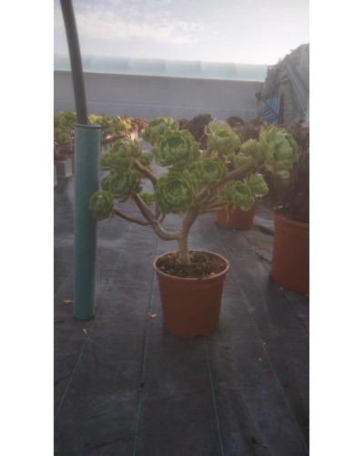 AEONIUM M20 VERDE