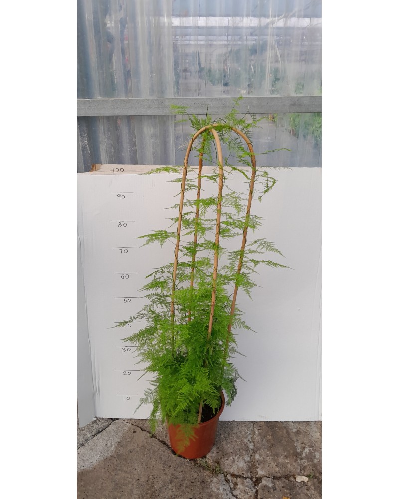 ASPARRAGUS PLUMOSO m23 2arcos 120