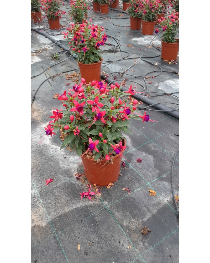 FUCHSIA M15