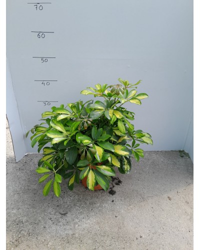 SCHEFFLERA GOLD CAPELA M17 ARBUSTIVA