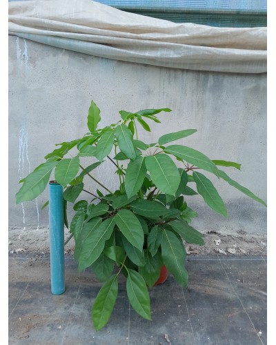 SCHEFFLERA ACTINOPHYLLA M20