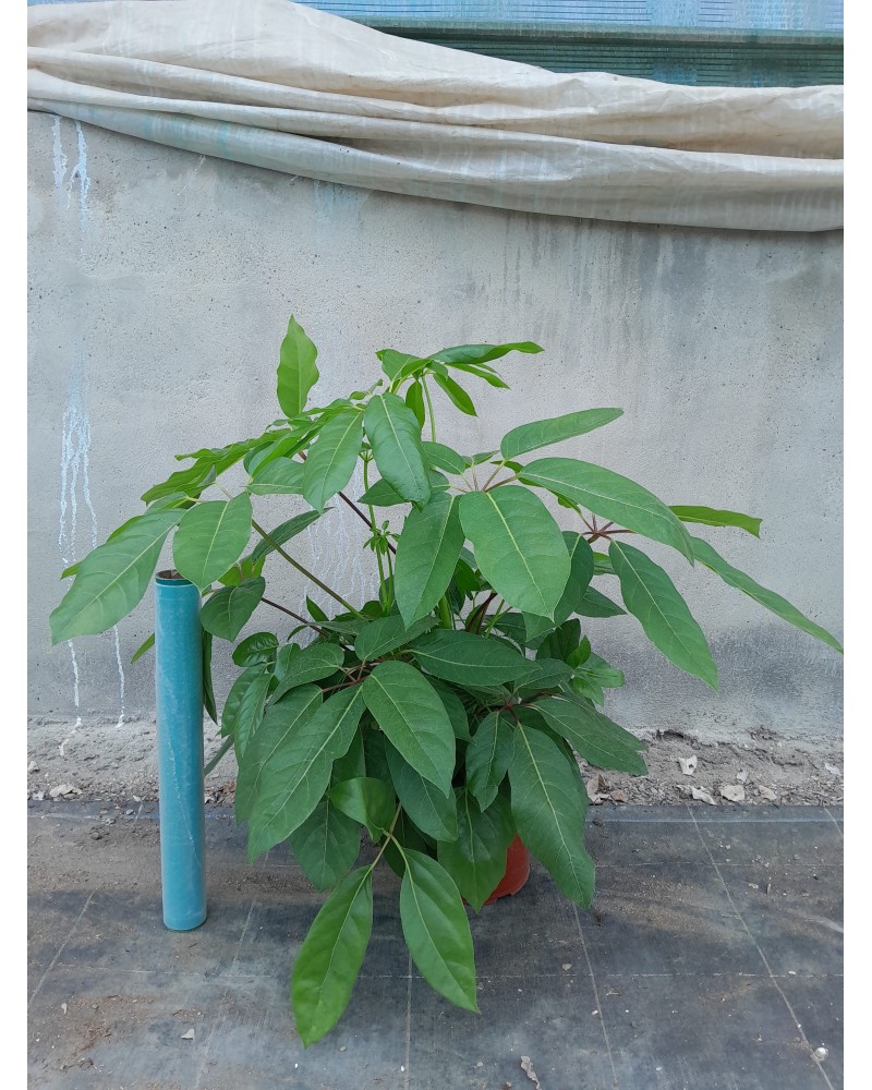 SCHEFFLERA ACTINOPHYLLA M20